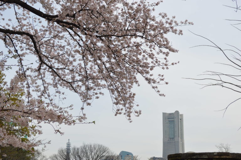 野毛山公園の桜の開花状況と見頃 見所や近くの花見スポット Life Is Happy